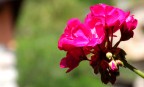 Fuji Finepix S9600