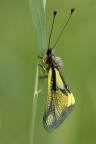 Libelloides Longicornis 1.o1