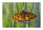 Orange butterfly