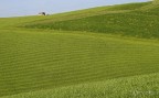 orciano