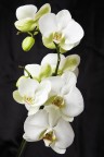 orchidea orchidea