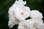 Fiori