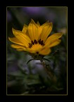 Giallo..