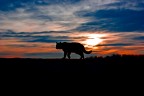 Gatto