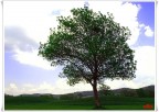 Just a tree