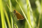 brown butterfly