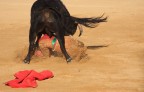 Un toro travolge un giovane toreros... fortunatamente nulla di grave!
purtroppo nn si pu dire lo stesso sulla fine del toro :(
