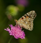 Multicolore Multicolore