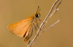 La farfallina della Calvana