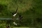 Cavaliere d'Italia che attacca una gallinella d'acqua, per difendere il nido