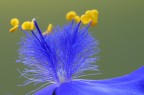 Giallo nel blu