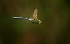 Prima libellula.