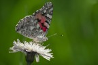 vanessa desaturata