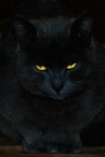 Micio
