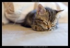 Pallino