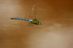 Seconda libellula.
