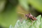 stessa cimice