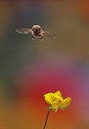Sirfide in volo
