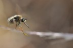 In Volo