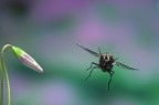 volo di mosca