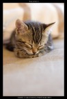 pallino #5