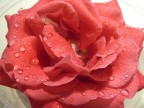 ROSA 1