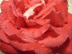 ROSA 2