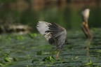 flying