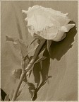 Nell'originale, a colori, mi sono accorto che l'ombra del fiore sembrava il profilo di un volto, allora ho pensato di dare voce alla comprimaria, che racconta la storia della protagonista, anziana, ma ancora in forma.