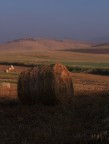 Il fieno e l' Alba