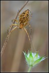 Spider ragno!!!
