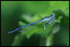 Canon 100 macro
f 5.6
1/100
ISO 200
treppiede