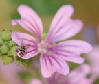 moschina