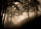nella nebbia