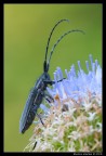 Agapanthia cardui