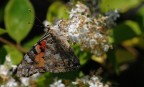 vanessa cardui
