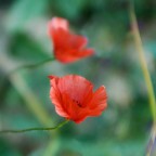 Papaveri