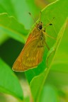 Ochlodes venatus in riposo