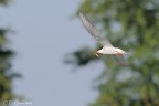 Pesce in volo