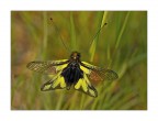 Libelloides Coccajus