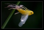 Metamorfosi 2