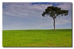 Il pino solitario