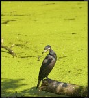 Cormorano # 2 Cormorano # 2