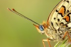 Melitae Phoebe 3.oo