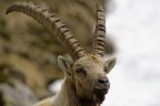 Fotografato sul versante piemontese del Gran Paradiso