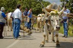 un momento della festa patronale in onore di San Giuliano, Santo patrono di Accettura (MT)