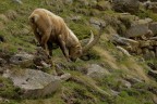 scatto effettuato sul versante piemontese del Gran Paradiso