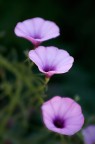 Fiori