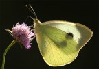 ...Sotto Le Ali....Niente...!!!
