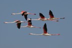 Etang de Fangassier, Camargue.